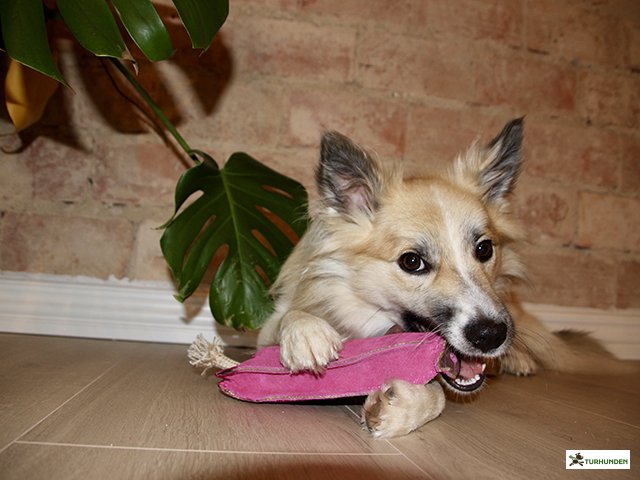 G&W -  Peggy the Pig