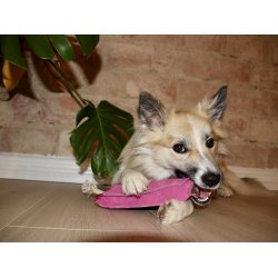 G&W -  Peggy the Pig