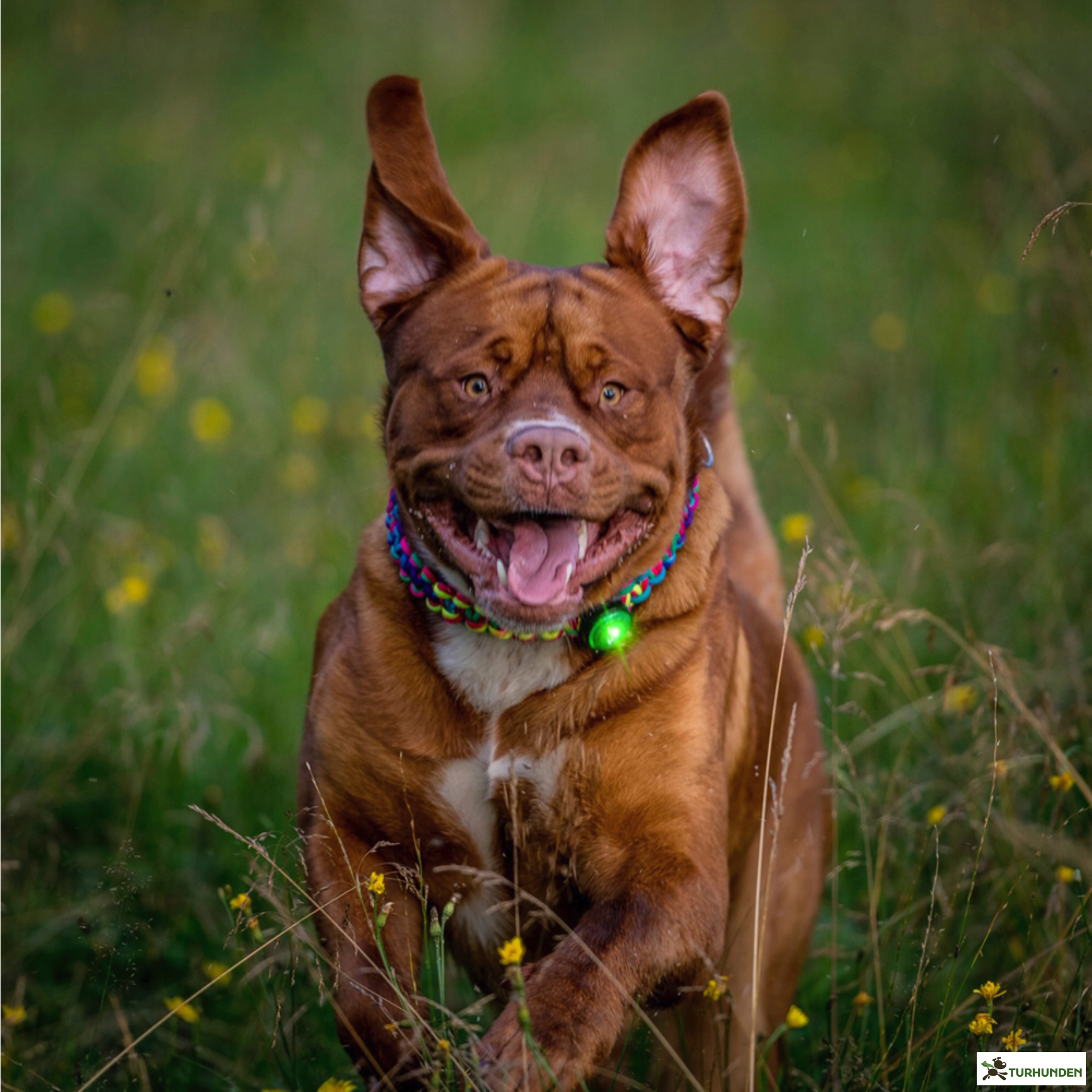 Orbiloc Dog Dual - Grn