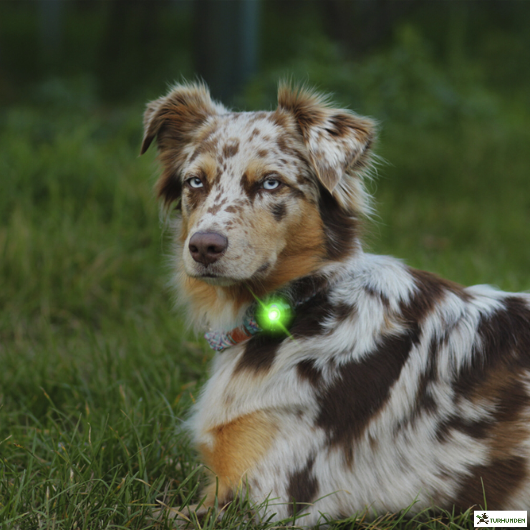 Orbiloc Dog Dual - Grn