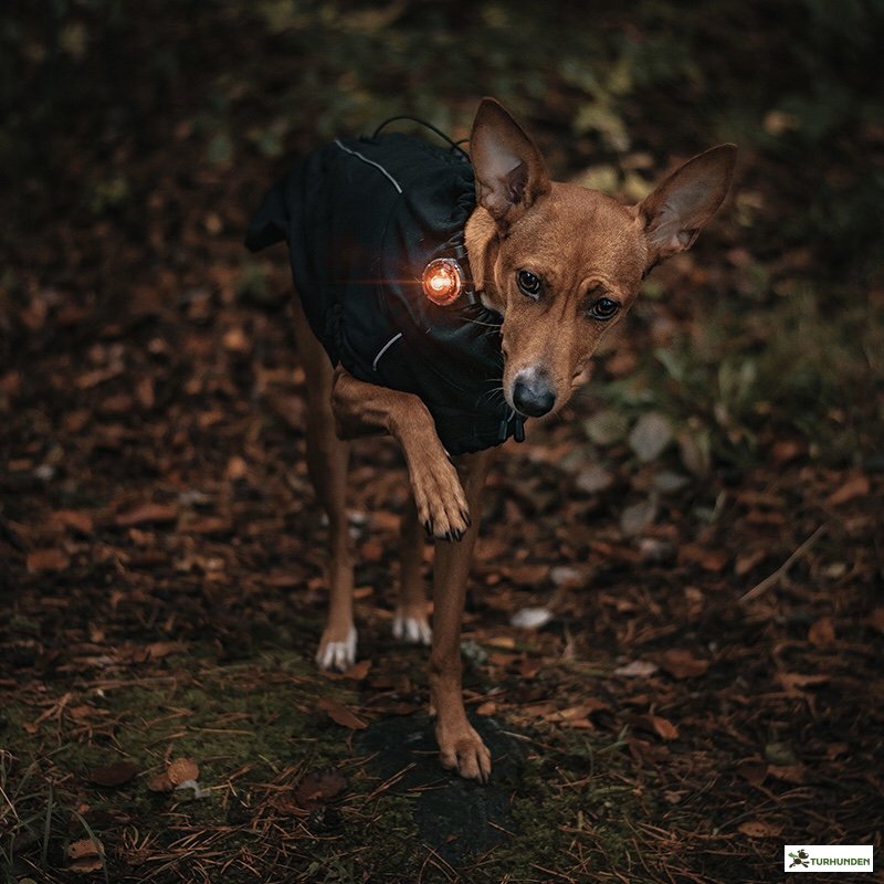 Orbiloc Dog Dual - Amber