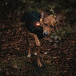 Orbiloc Dog Dual - Amber