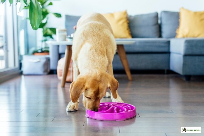 Fun Feeder Slo Bowl, lilla