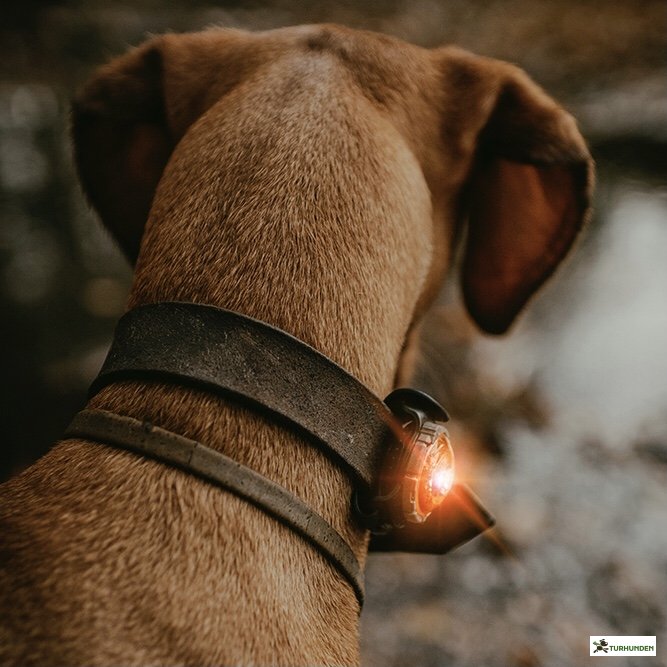 Orbiloc Dog Dual - Amber