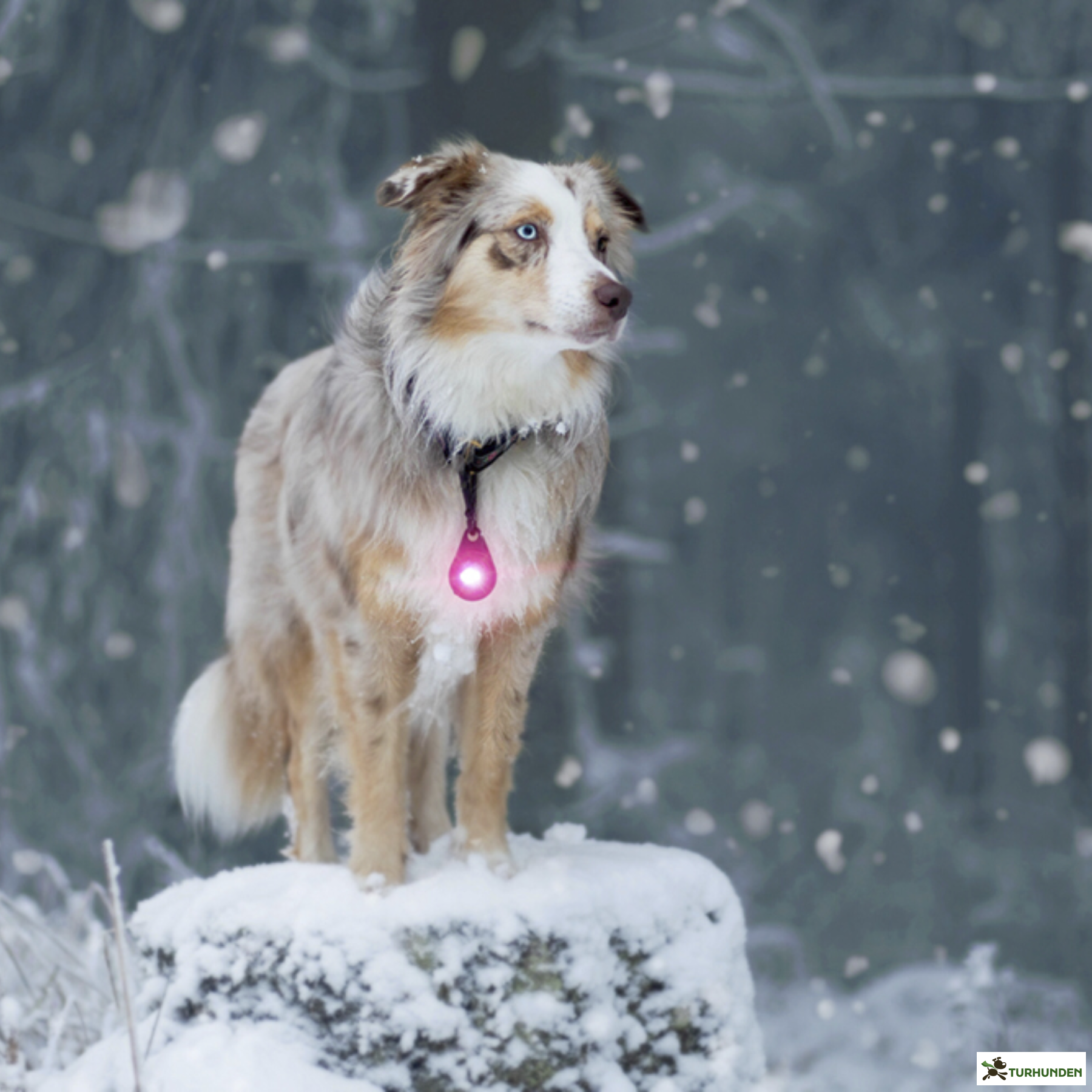 Orbiloc Dog Dual - Pink