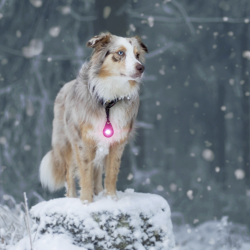 Orbiloc Dog Dual - Pink