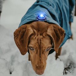 Orbiloc Dog Dual - Bl�