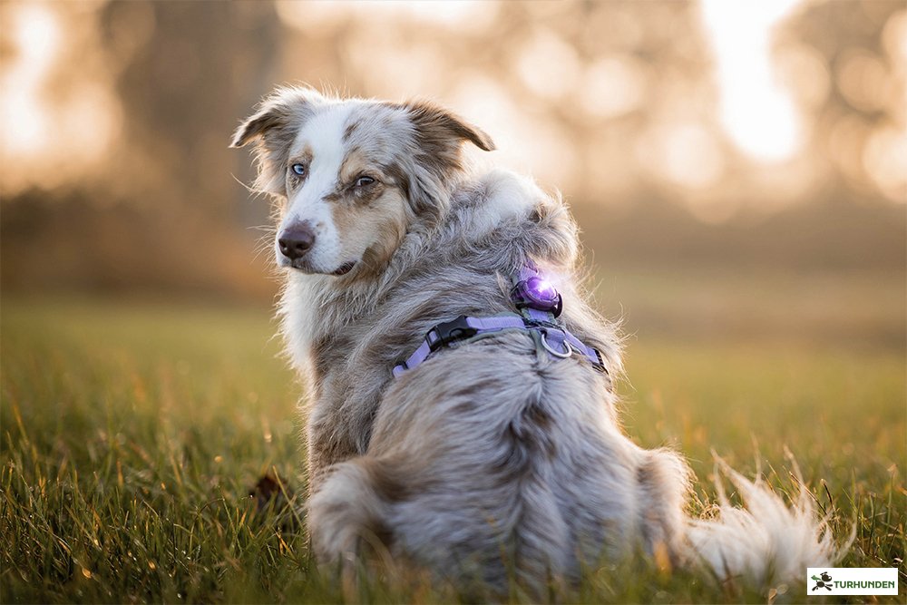 Orbiloc Dog Dual - Lilla