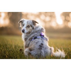 Orbiloc Dog Dual - Lilla