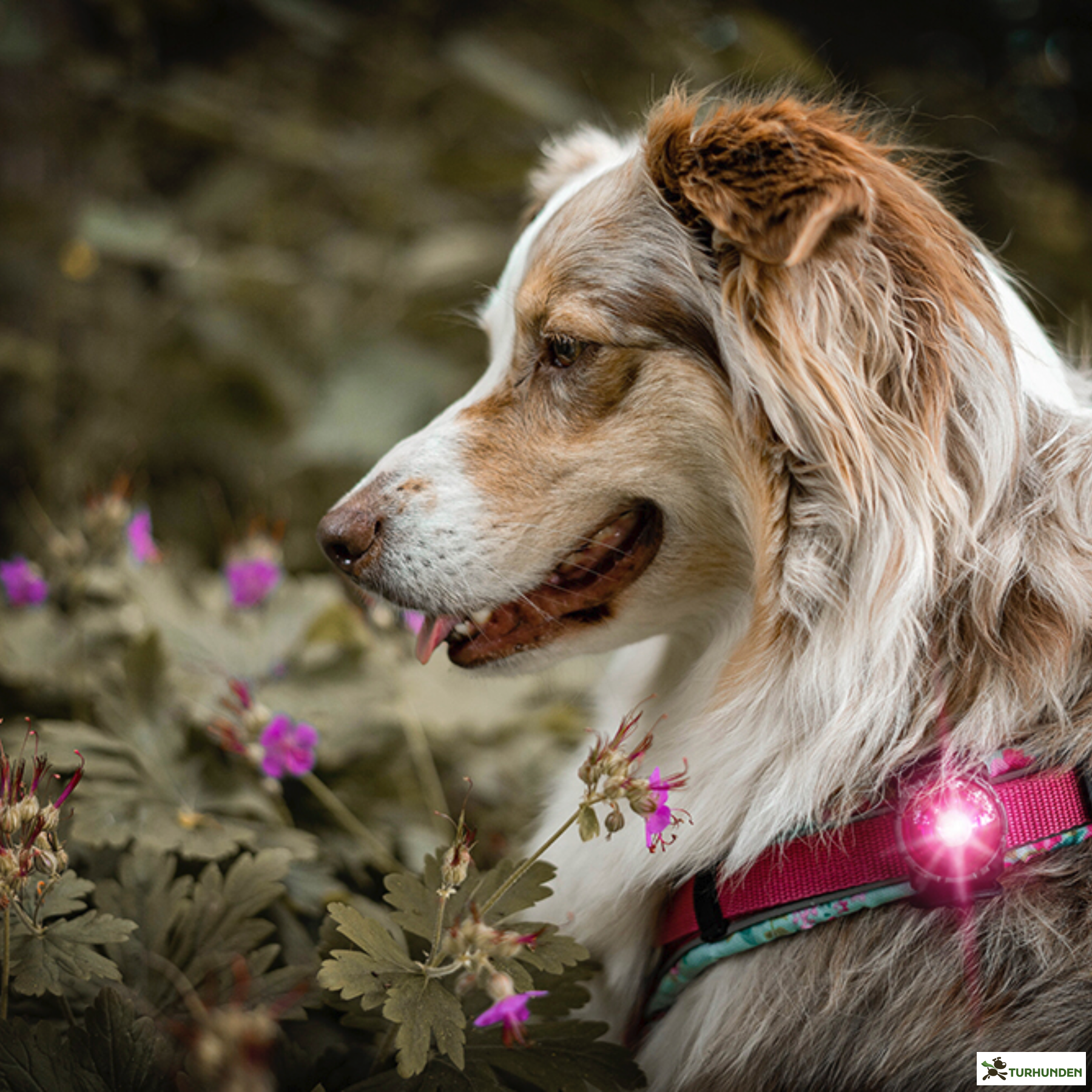 Orbiloc Dog Dual - Pink