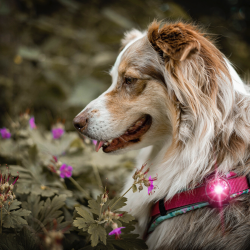 Orbiloc Dog Dual - Pink