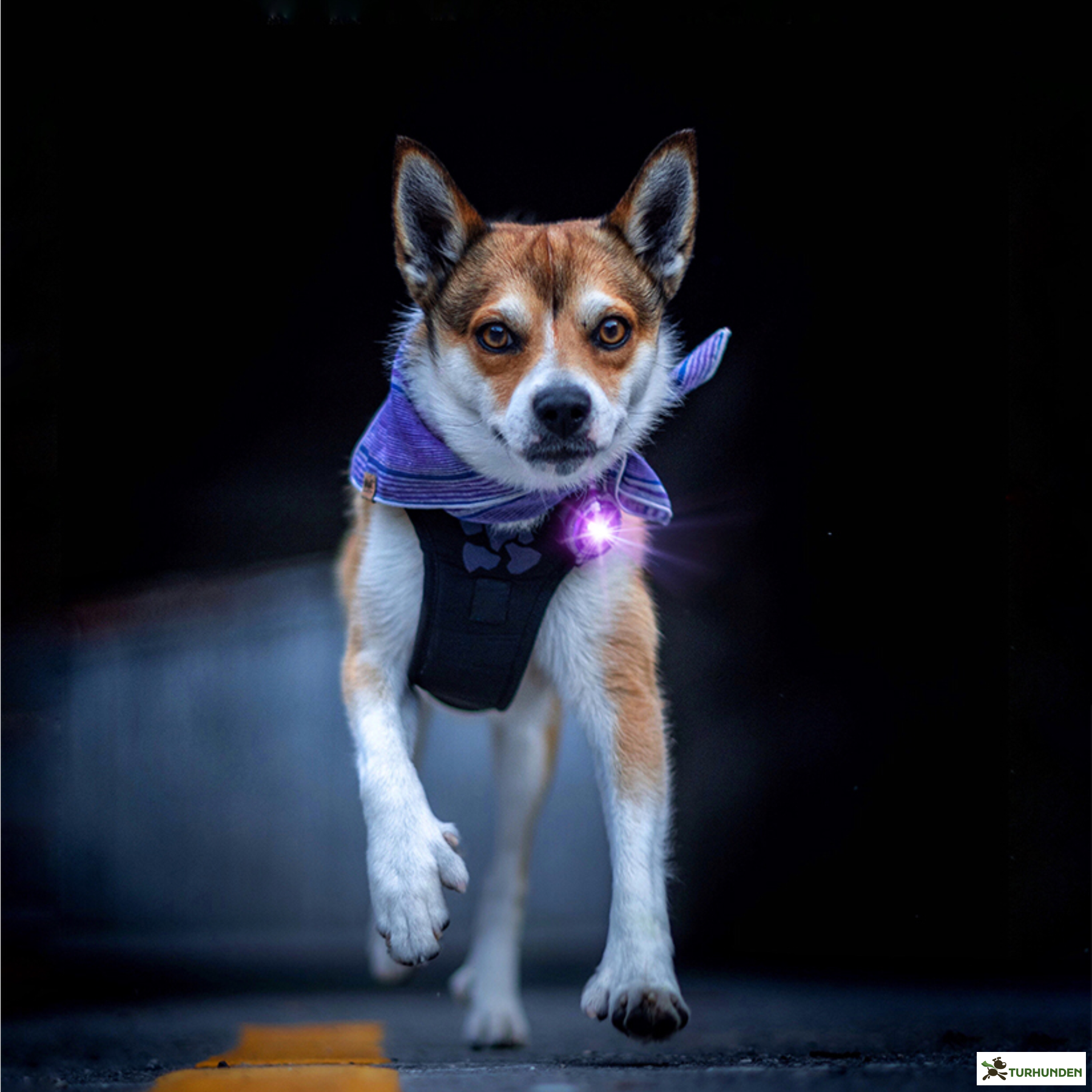 Orbiloc Dog Dual - Lilla