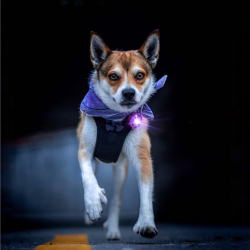 Orbiloc Dog Dual - Lilla