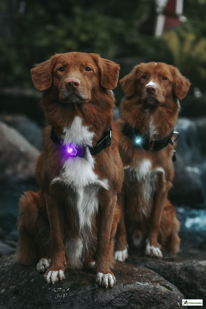 Orbiloc Dog Dual - Lilla