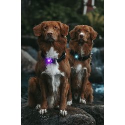 Orbiloc Dog Dual - Lilla