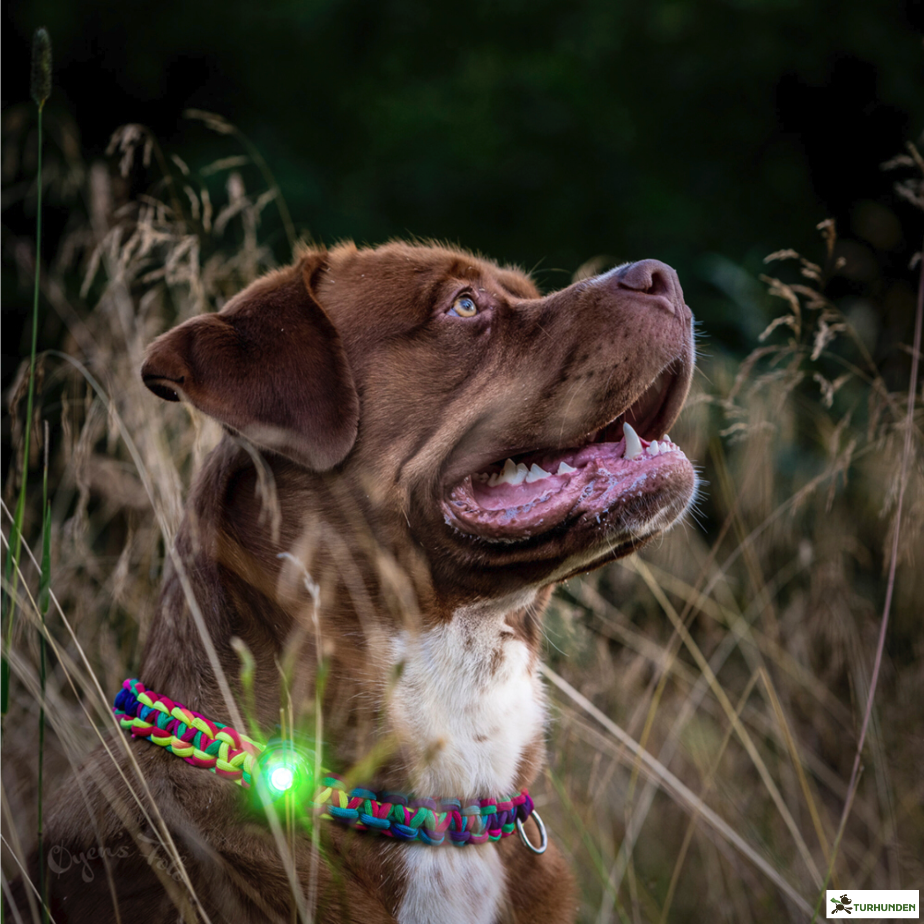 Orbiloc Dog Dual - Grn