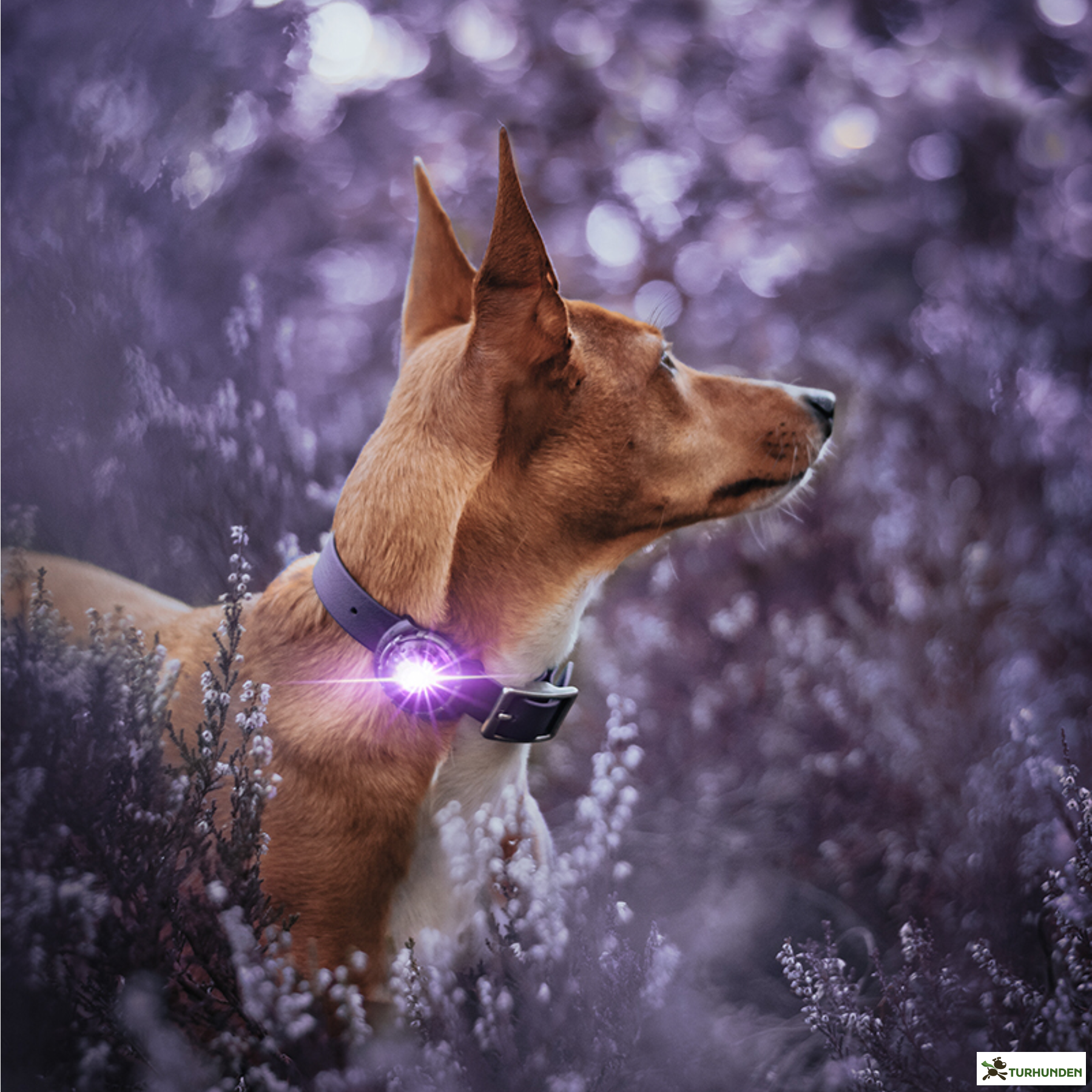 Orbiloc Dog Dual - Lilla