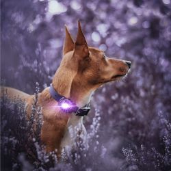 Orbiloc Dog Dual - Lilla