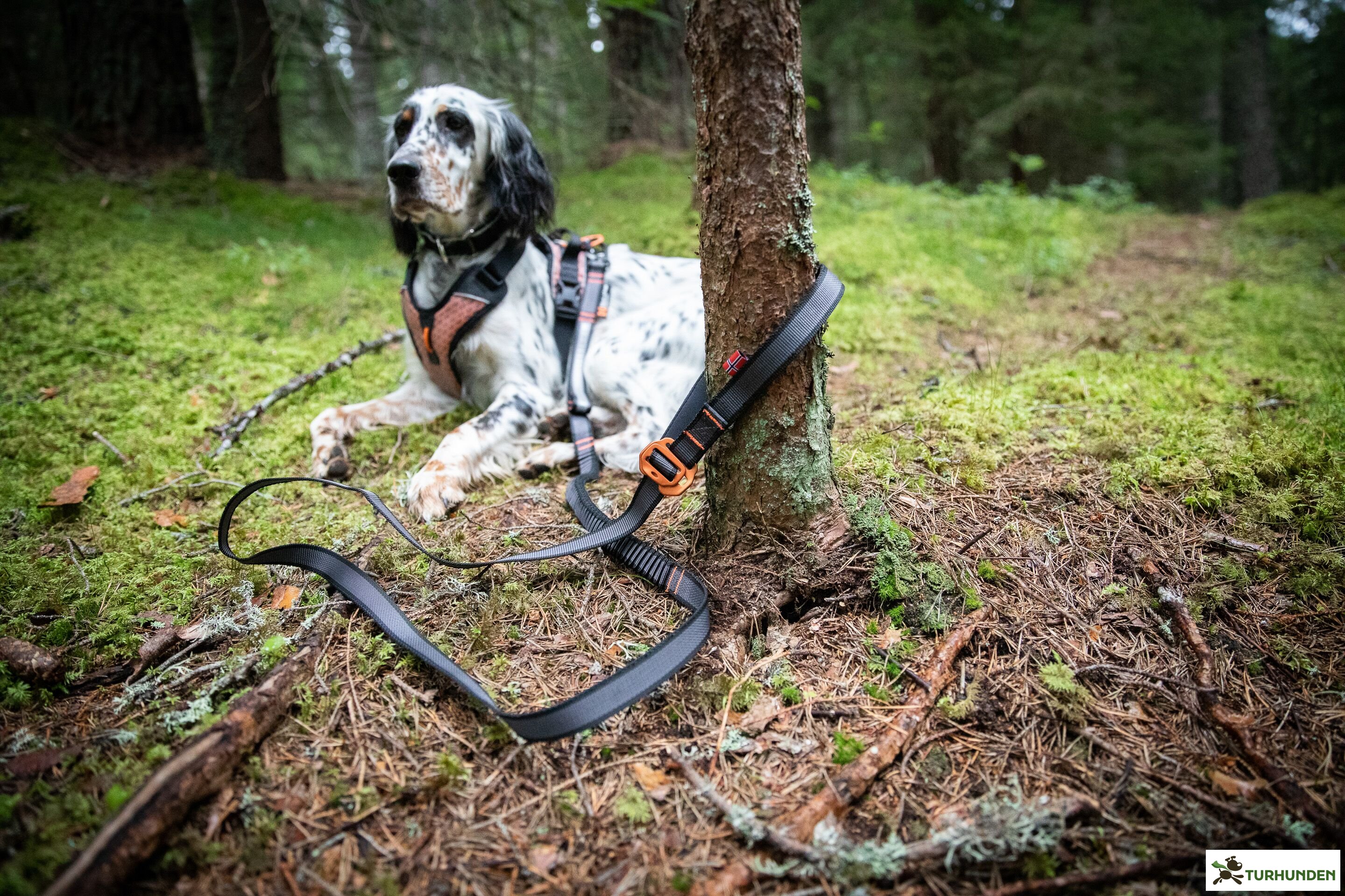 Non-stop dogwear Touring Bungee Adjustable 2,1