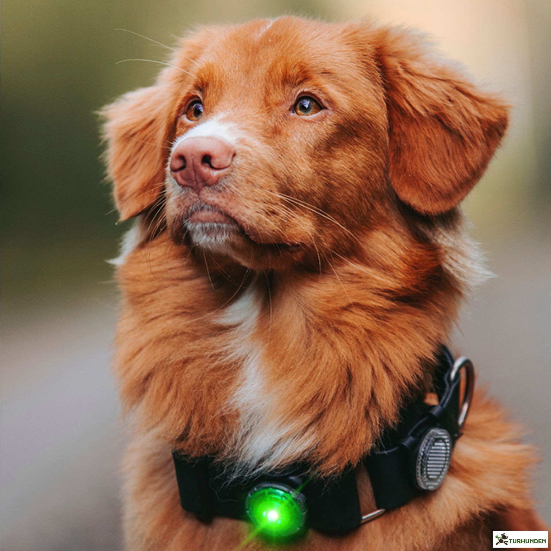 Orbiloc Dog Dual - Grn