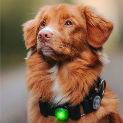 Orbiloc Dog Dual - Grn