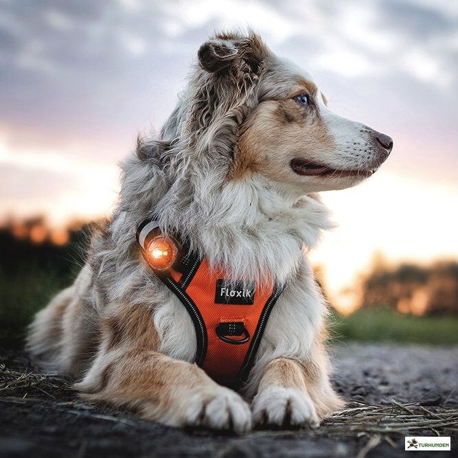 Orbiloc Dog Dual - Amber