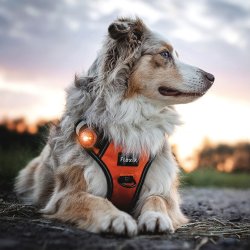 Orbiloc Dog Dual - Amber