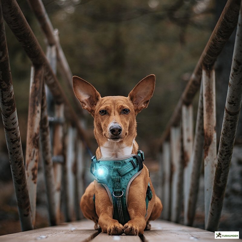 Orbiloc Dog Dual - Turkis