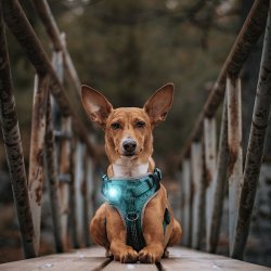 Orbiloc Dog Dual - Turkis