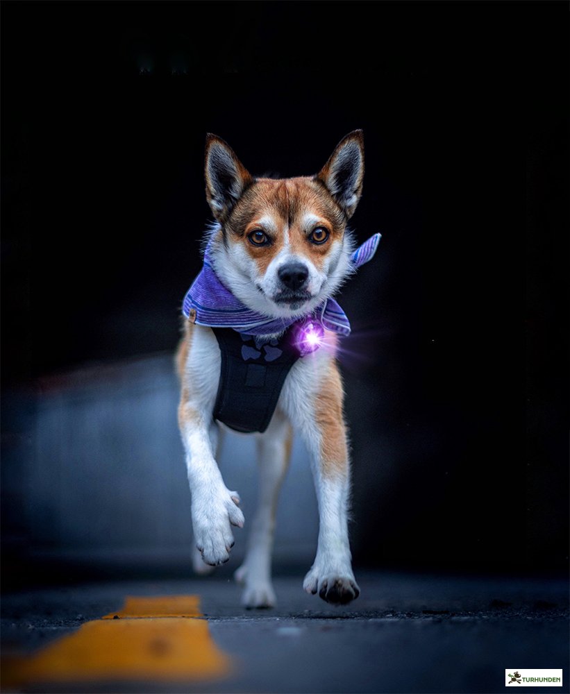 Orbiloc Dog Dual - Lilla