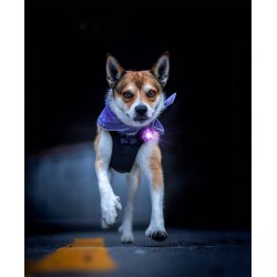 Orbiloc Dog Dual - Lilla