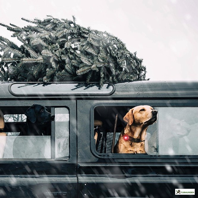 Orbiloc Dog Dual - Rd