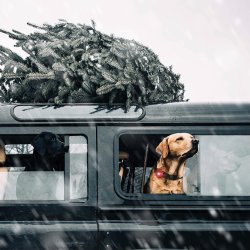 Orbiloc Dog Dual - Rd