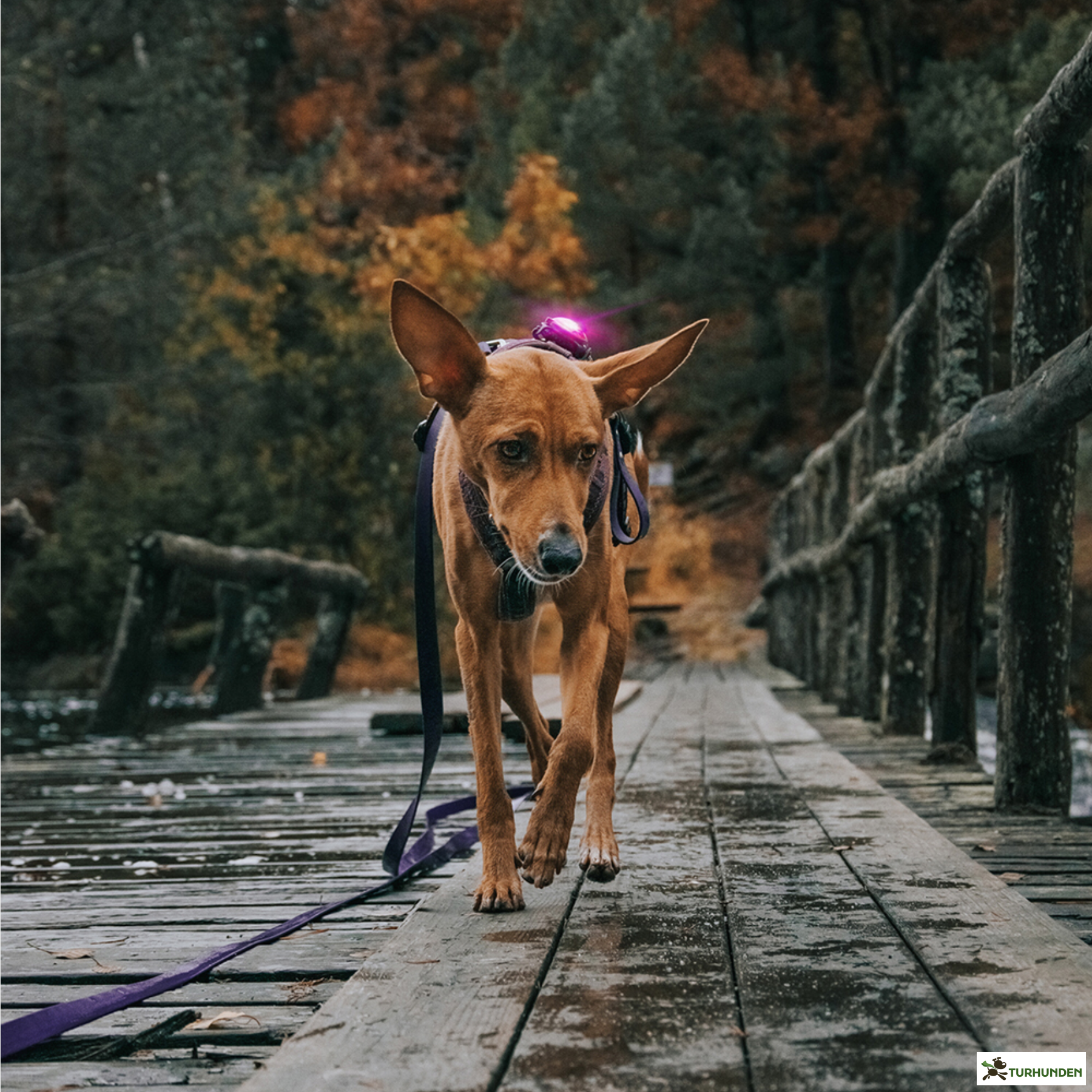 Orbiloc Dog Dual - Pink