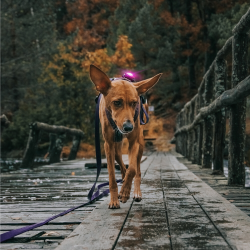 Orbiloc Dog Dual - Pink