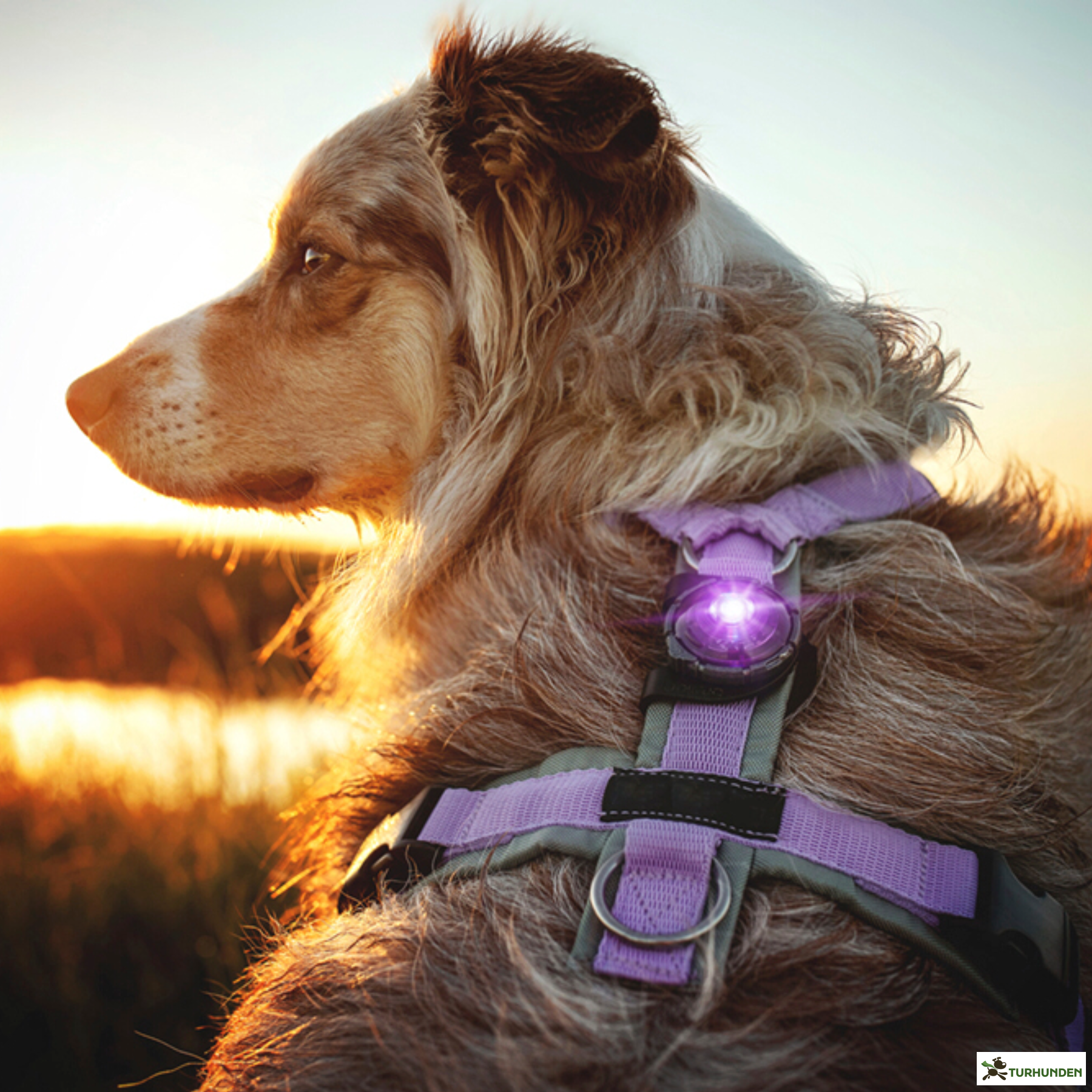 Orbiloc Dog Dual - Lilla