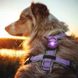 Orbiloc Dog Dual - Lilla