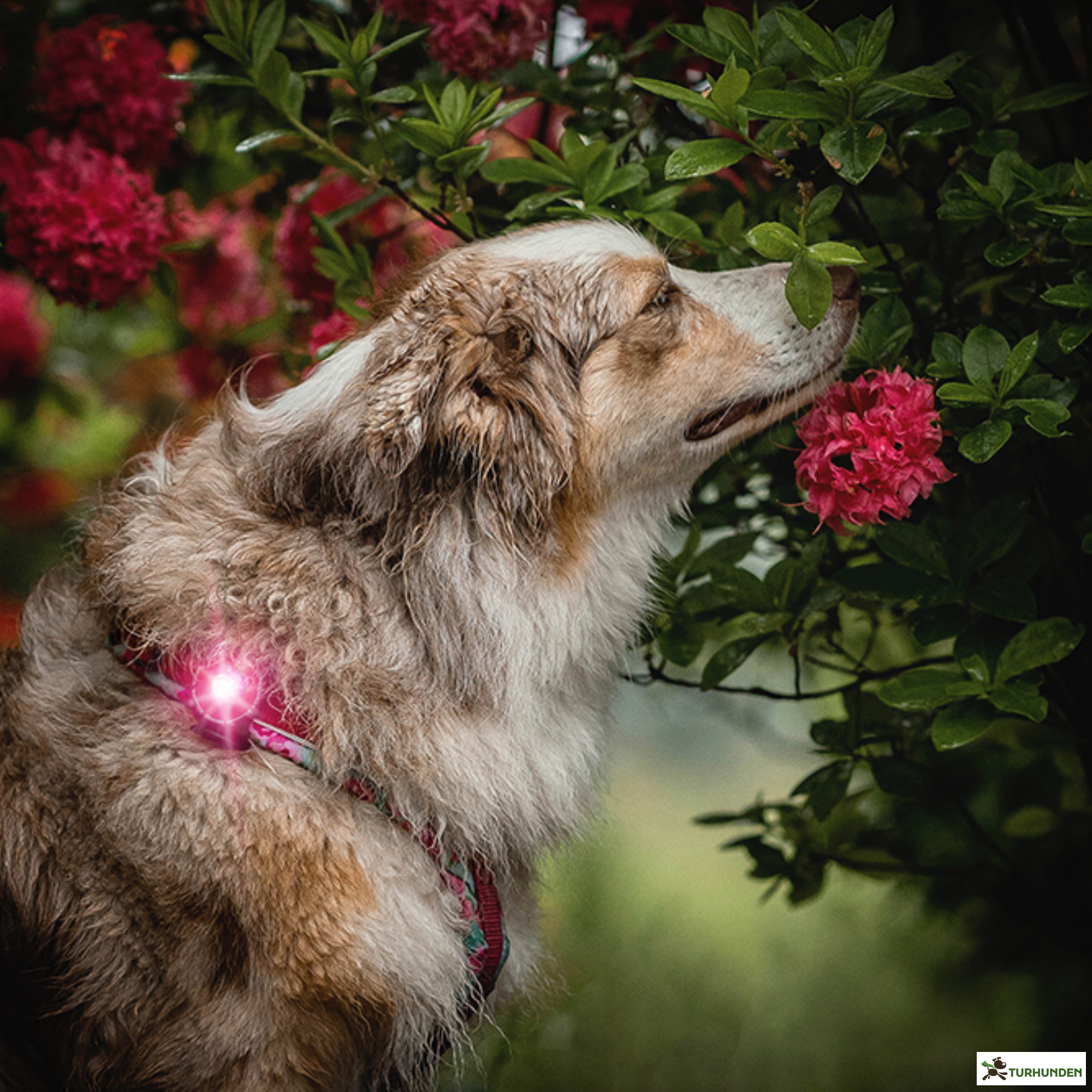 Orbiloc Dog Dual - Pink