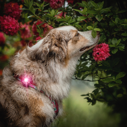 Orbiloc Dog Dual - Pink