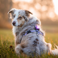 Orbiloc Dog Dual - Lilla