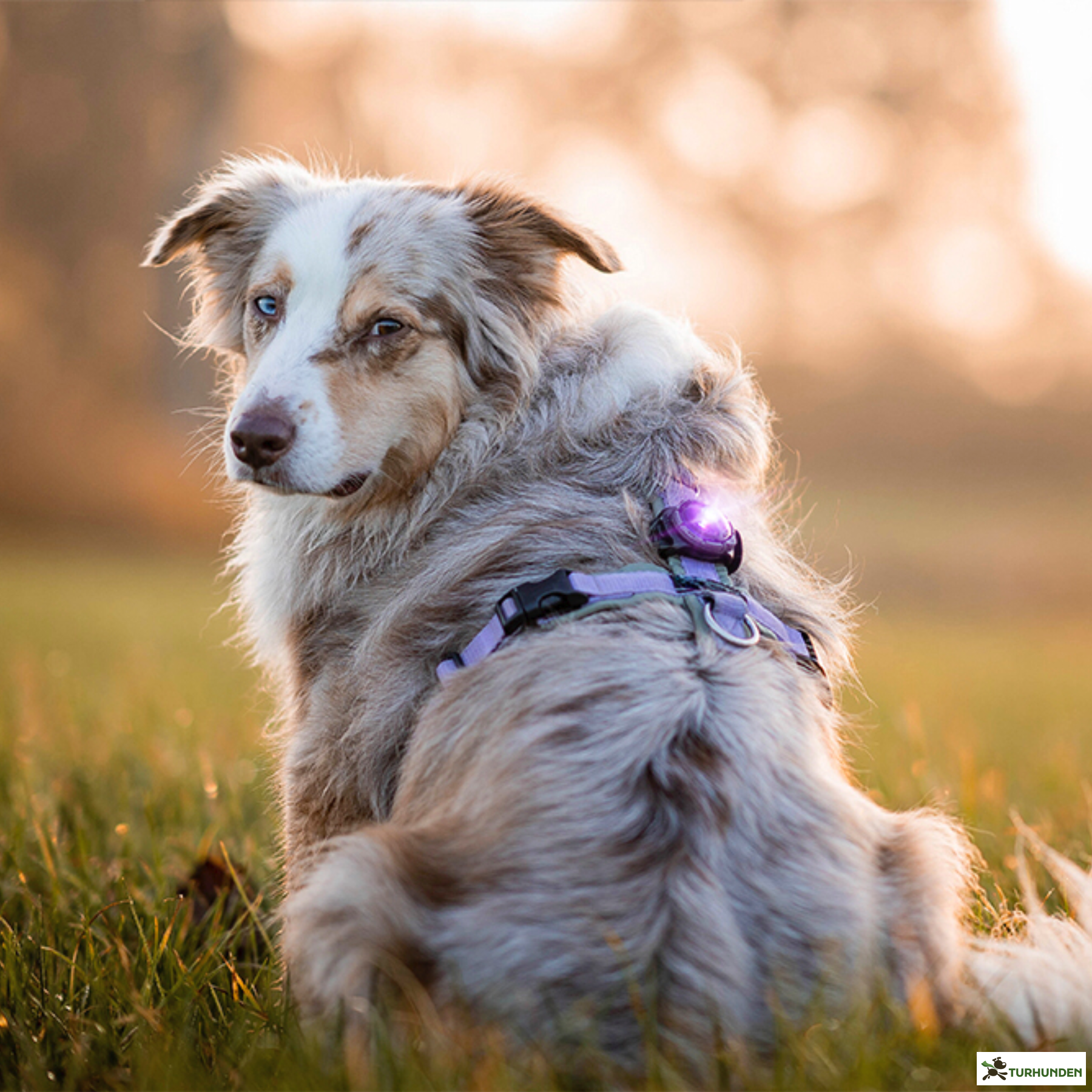 Orbiloc Dog Dual - Lilla