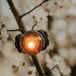 Orbiloc Dog Dual - Amber