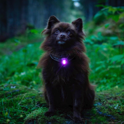 Orbiloc Dog Dual - Lilla