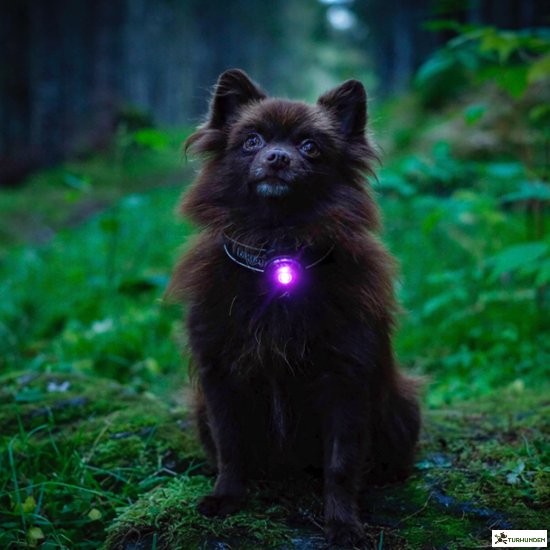 Orbiloc Dog Dual - Lilla