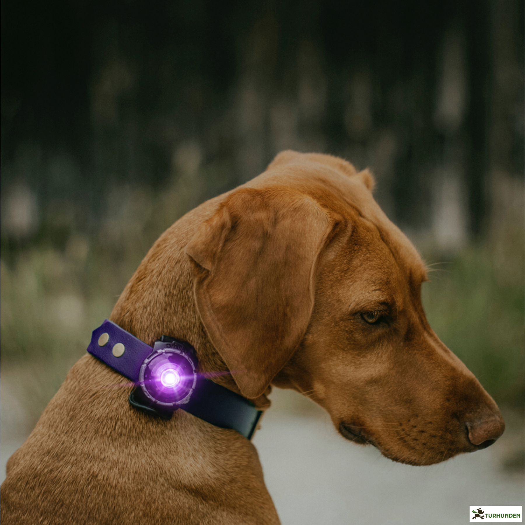 Orbiloc Dog Dual - Lilla