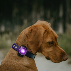 Orbiloc Dog Dual - Lilla