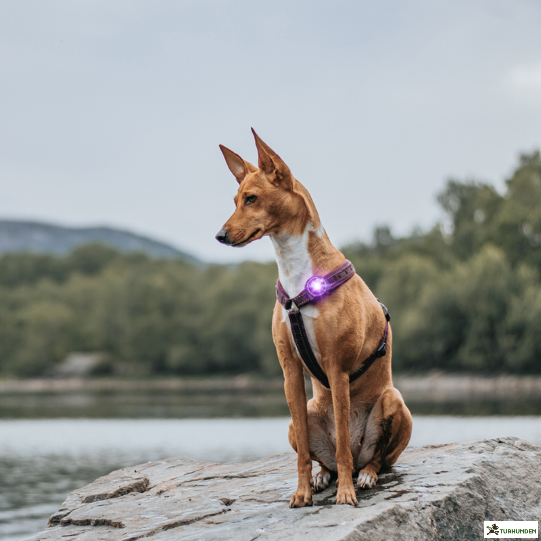 Orbiloc Dog Dual - Lilla