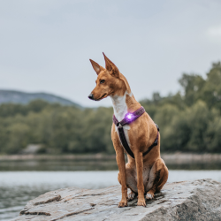 Orbiloc Dog Dual - Lilla