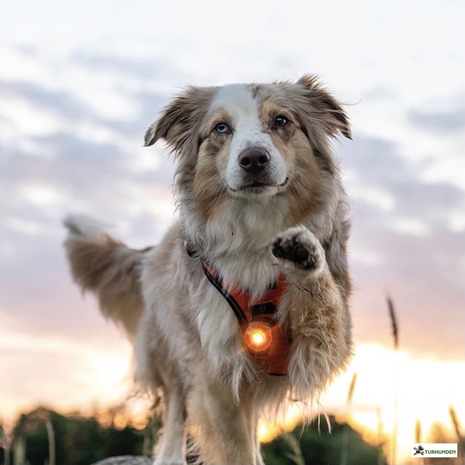 Orbiloc Dog Dual - Amber