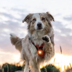 Orbiloc Dog Dual - Amber